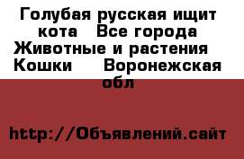 Голубая русская ищит кота - Все города Животные и растения » Кошки   . Воронежская обл.